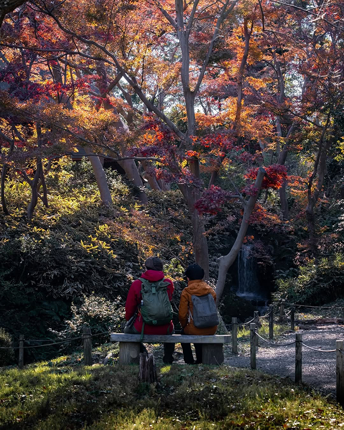 Mùa thu (Cuối tháng 11 - Đầu tháng 12): Sắc đỏ rực của lá phong