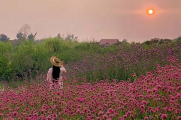 Những loài hoa mùa hè ở Mộc Châu đẹp ngọt ngào, tô màu cho cảnh sắc thêm thơ