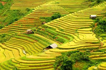 Ngất ngây mùa lúa chín trên cao nguyên đá Đồng Văn