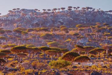 Vẻ đẹp ngoài hành tinh của đảo cây huyết rồng