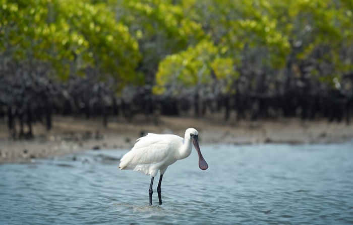 Rừng trong Khu du lịch sinh thái Cồn Đen Thái Bình là nơi sinh sống của nhiều loài quý hiếm