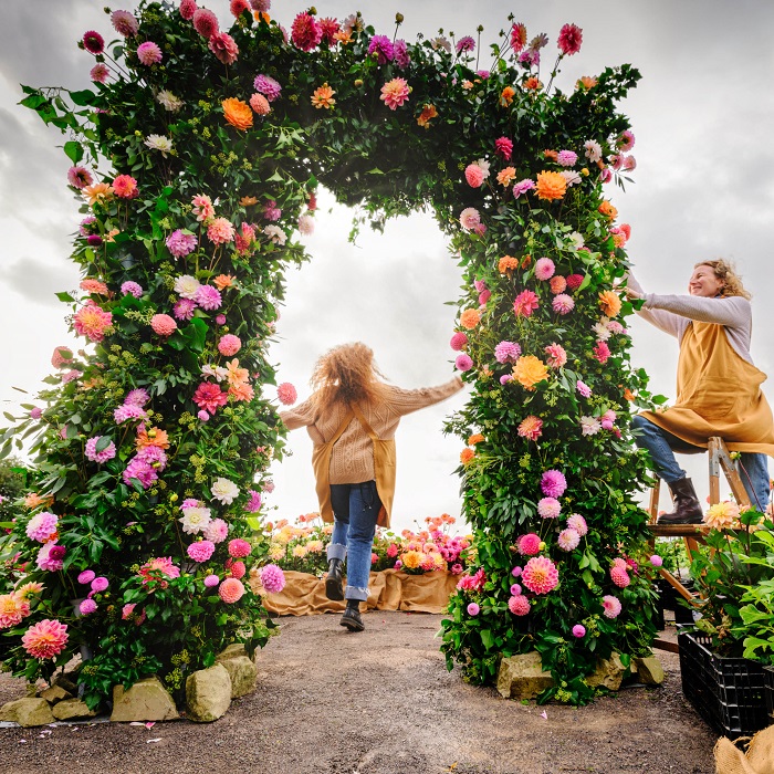 cánh đồng hoa mùa thu ở Anh