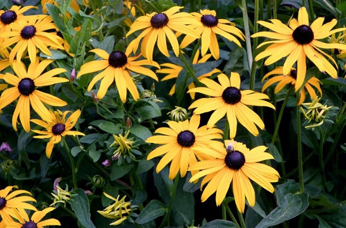 cánh đồng hoa mùa thu ở Anh