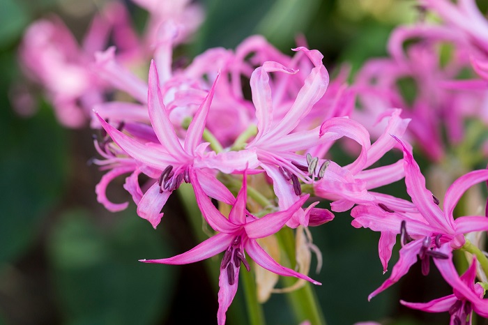 cánh đồng hoa mùa thu ở Anh