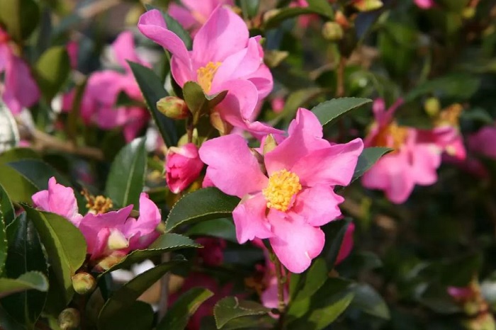 cánh đồng hoa mùa thu ở Anh