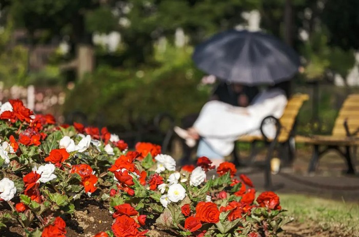 địa điểm ngắm hoa mùa thu ở Nhật Bản 