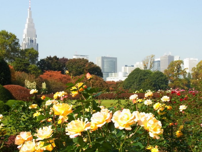 địa điểm ngắm hoa mùa thu ở Nhật Bản 