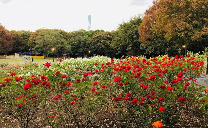 địa điểm ngắm hoa mùa thu ở Nhật Bản 