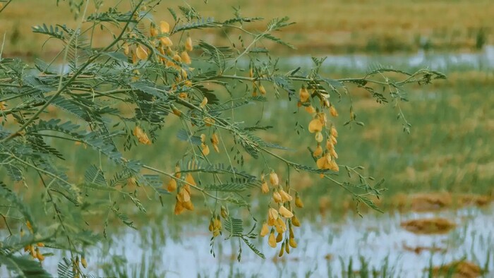 Du lịch An Giang mùa nước nổi đi đâu? Chiêm ngưỡng cảnh quan sông nước thơ mộng ở Búng Bình Thiên