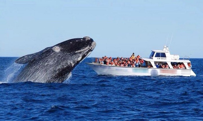 Hòa mình vào những trải nghiệm tuyệt vời nhất trên bán đảo Valdes khi du lịch Argentina
