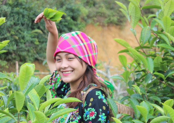 Trải nghiệm hái chè và thưởng thức chè shan tuyết khi Du lịch Văn Chấn Yên Bái