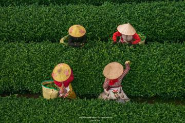 Mùa thu hoạch chè Mộc Châu - mùa thu đẹp xao xuyến của miền Tây Bắc