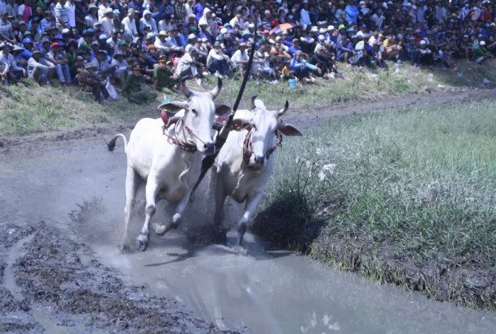 các trò chơi vui hết nấc tại lễ hội đua bò Bảy Núi