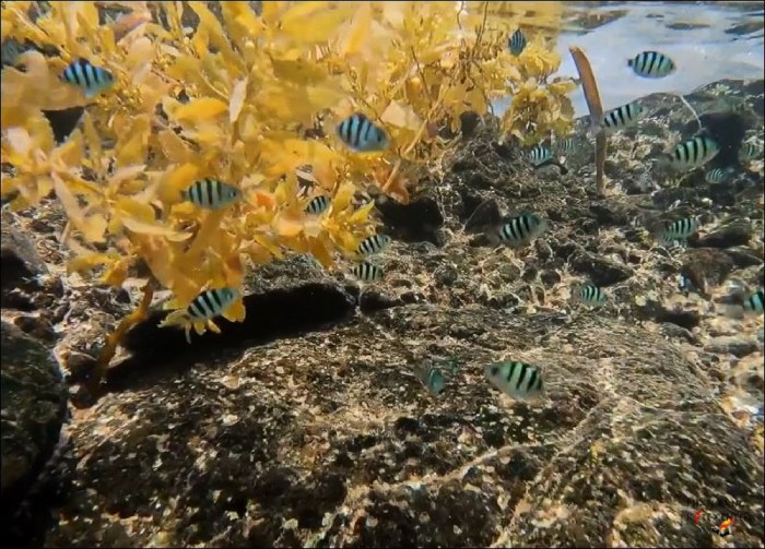 hòn khô vào mùa rong