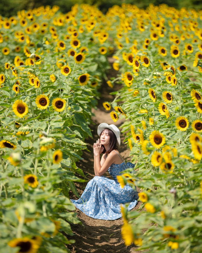 Du lịch vào mùa hoa Chương Hóa luôn là thời điểm tuyệt vời nhất