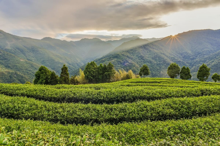 Đồi chè xanh mướt nên thơ