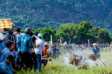 Lễ hội đua bò Bảy Núi - trải nghiệm các hoạt động vui chơi độc đáo