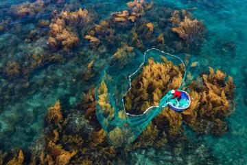 [Cập nhật] Cẩm nang du lịch khám phá mùa rong mơ Hòn Khô: Vẻ đẹp mê hồn của Quy Nhơn Gia Lai