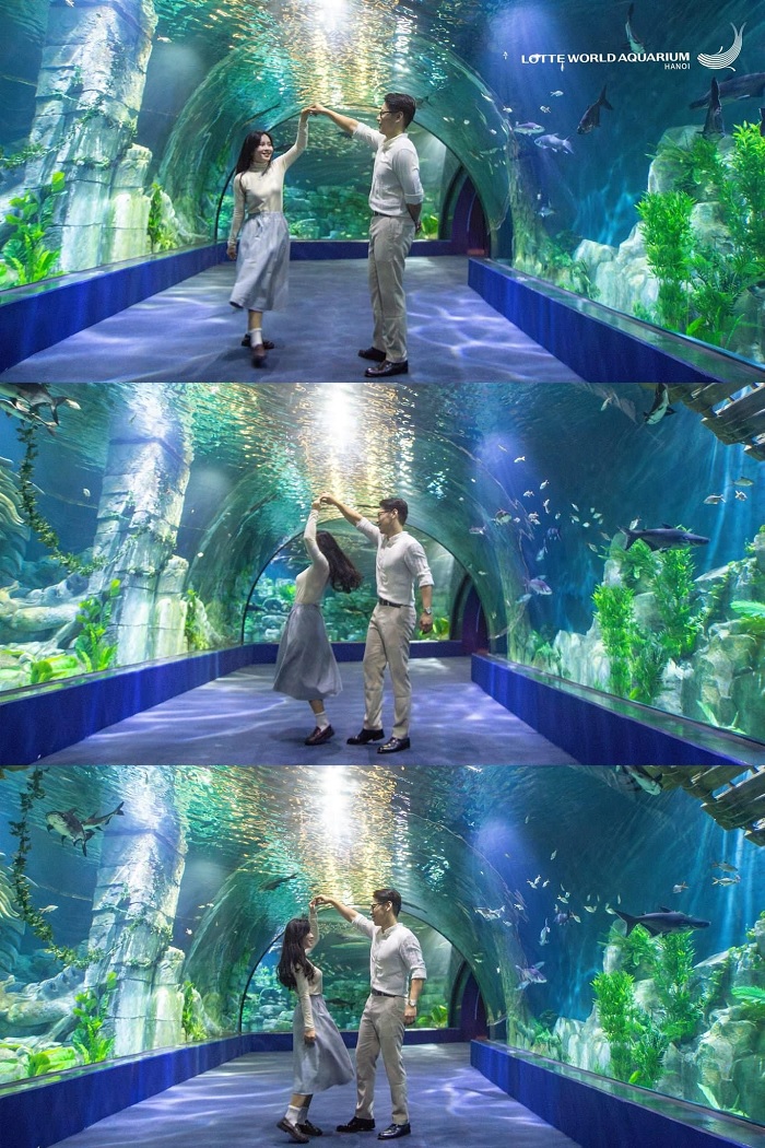Thủy cung trong Lotte Mall Tây Hồ cho bạn khám phá thế giới đại dương kỳ diệu