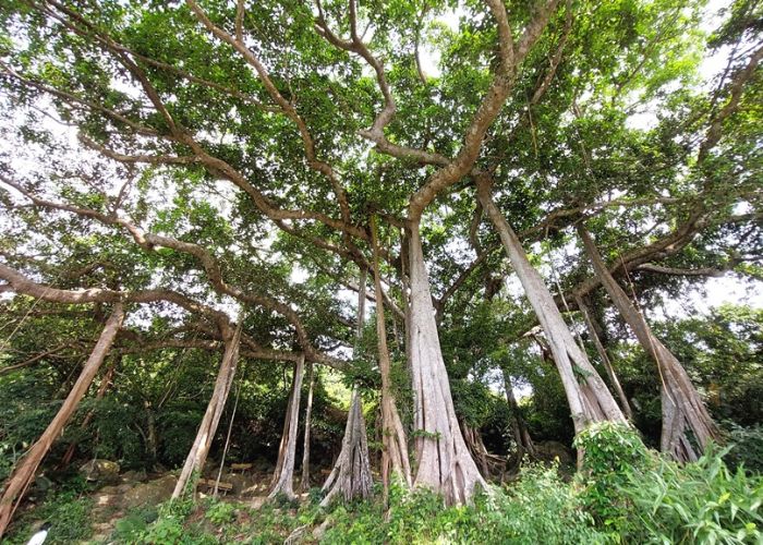 Tuyến tham quan Ngã ba Bãi Bắc – Cây Đa di sản tại bán đảo Sơn Trà