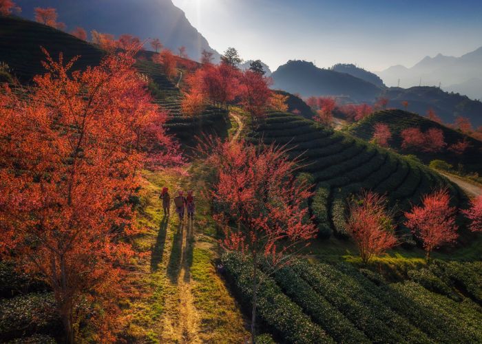 Đồi chè ô long Sa Pa - Địa điểm ngắm bình minh tại Việt Nam được yêu thích
