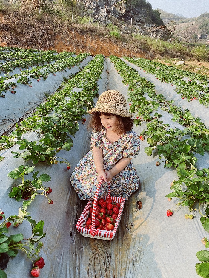 Thiên đường hái trái cây, chụp ảnh tại Địa điểm vui chơi trẻ em ở Quận Tây Hồ Hà Nội