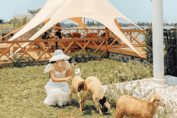 Cafe cừu Đà Nẵng | Vị trí, chi phí, trải nghiệm & 3 lưu ý