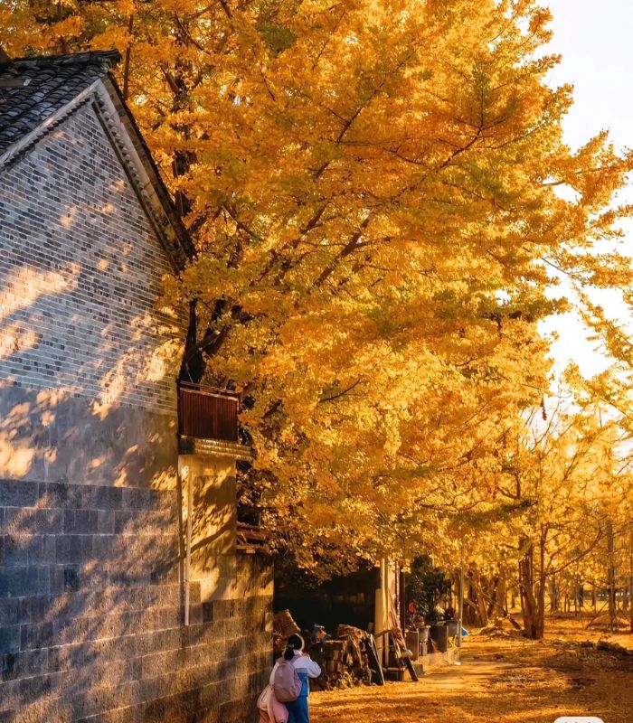 Khung cảnh yên bình của Làng Ngân Hạnh Đằng Xung mỗi độ thu về