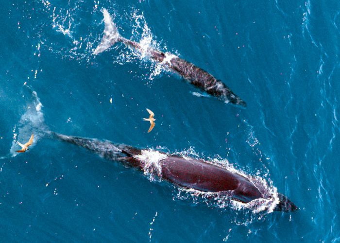 Kinh nghiệm du lịch biển Đề Gi ngắm cá voi