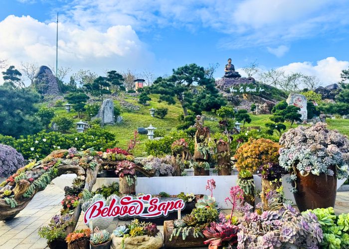 Lễ hội Hoa Sen Đá 2025 tại Sun World Fansipan Legend Sa Pa