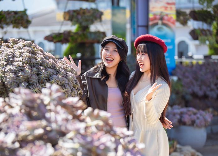 Cuộc thi trồng sen đá trong Lễ hội Hoa Sen Đá 2025 tại Fansipan