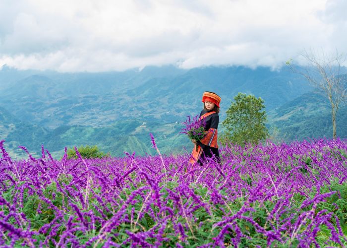 Chụp ảnh thung lũng hoa dưới chân núi Fansipan