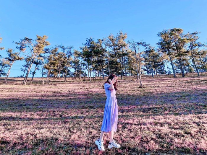 Địa chỉ các đồi cỏ hồng Đà Lạt 