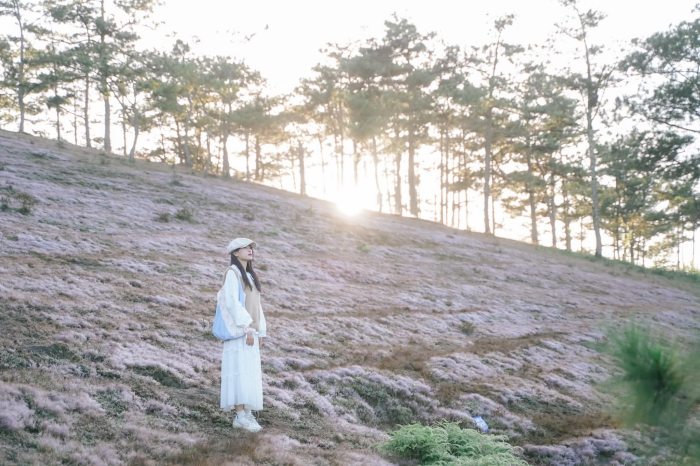 Địa chỉ các đồi cỏ hồng Đà Lạt 