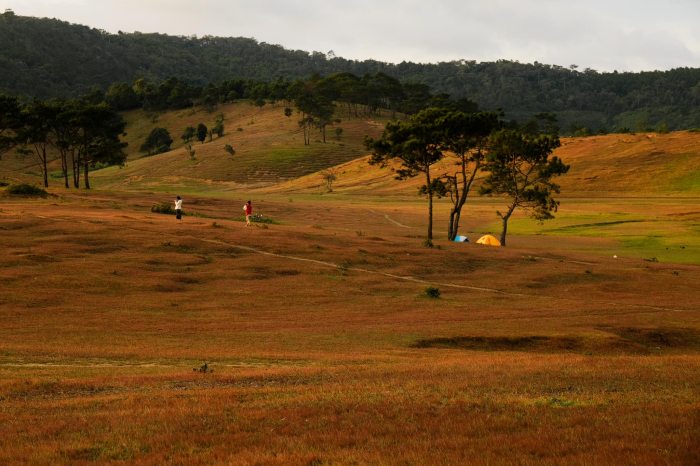 Địa chỉ các đồi cỏ hồng Đà Lạt 