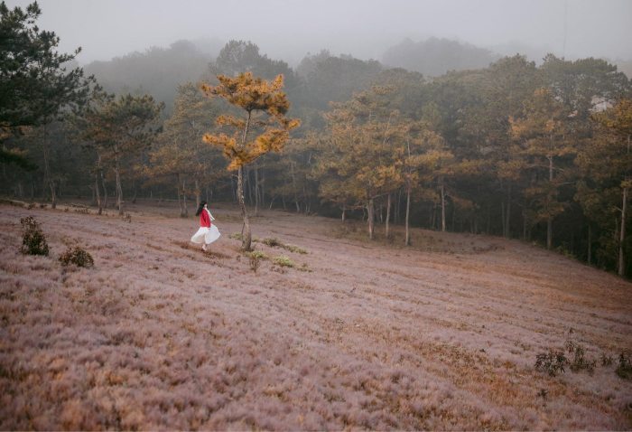 Địa chỉ các đồi cỏ hồng Đà Lạt 