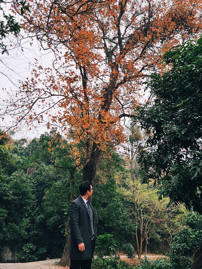 Kinh nghiệm đi chơi rừng phong Chí Linh Hải Dương nằm ngay gần chùa Thanh Mai