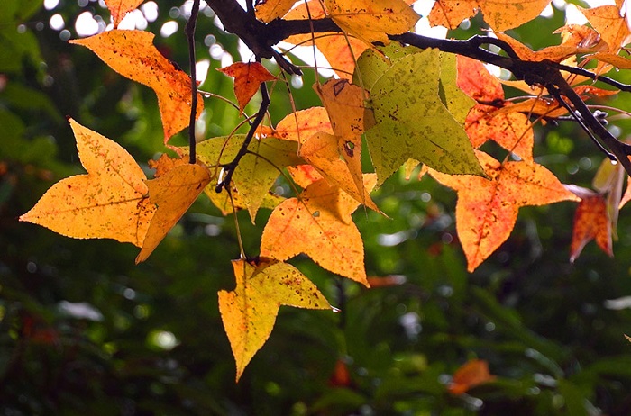 Kinh nghiệm đi chơi rừng phong Chí Linh Hải Dương là tới đây rất thuận tiện