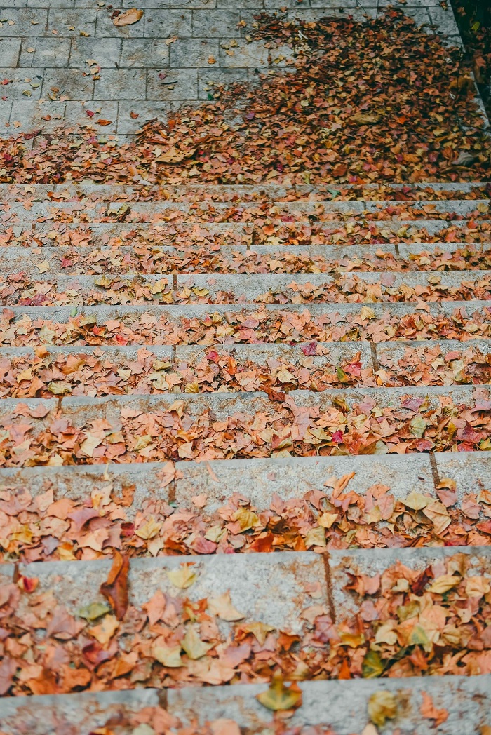 Kinh nghiệm đi chơi rừng phong Chí Linh Hải Dương là đường lên rừng phong Chí Linh không hề khó