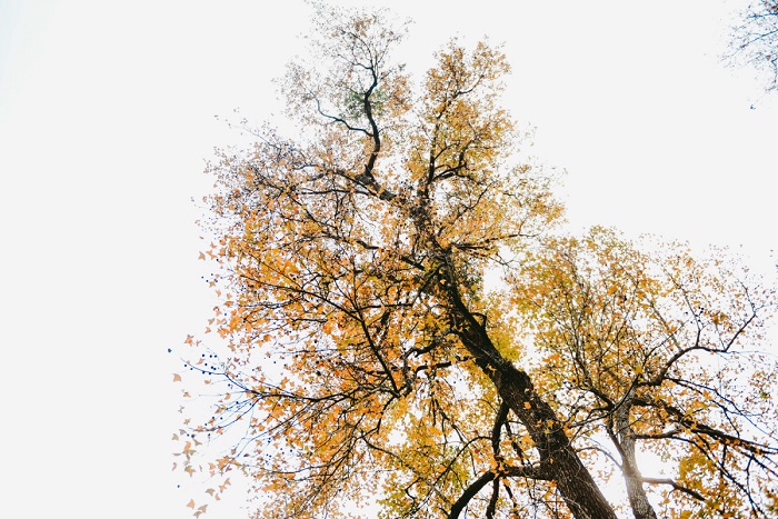 Kinh nghiệm đi chơi rừng phong Chí Linh Hải Dương đông này đừng quên lên rừng phong Chí Linh ngắm cảnh