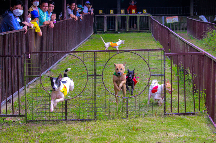 Kinh nghiệm đi khu du lịch Mỹ Khánh Cần Thơ - Xem đua chó