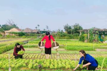  Kinh nghiệm du lịch làng rau Trà Quế Hội An Đà Nẵng lạc vào miền quê thanh bình 