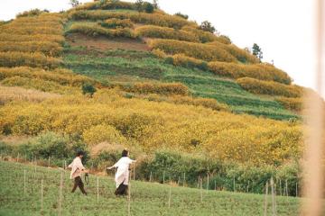 Đón ‘mùa vàng’ hoa dã quỳ đẹp như mộng tại núi lửa đôi R'chai Lâm Đồng