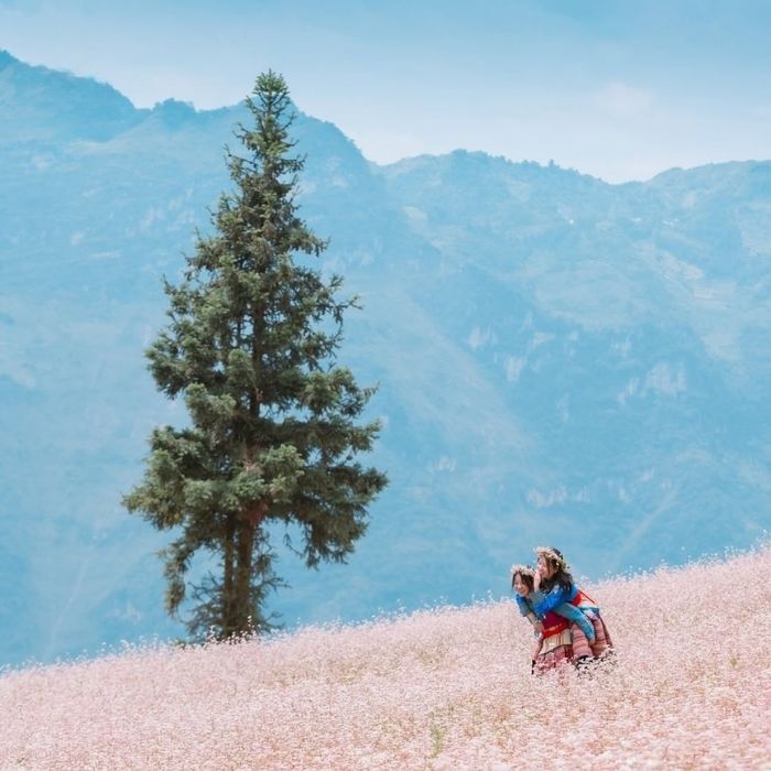 Khung cảnh ngoạn mục của Hà Giang mùa hoa tam giác mạch 