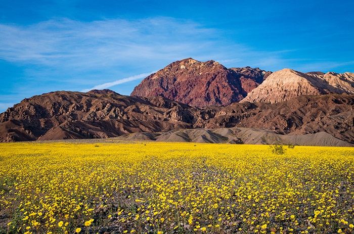 Điểm thu hút hàng đầu khi xuân đến là những cánh đồng hoa dại nở rộ sau mùa đông ở Công viên Death Valley