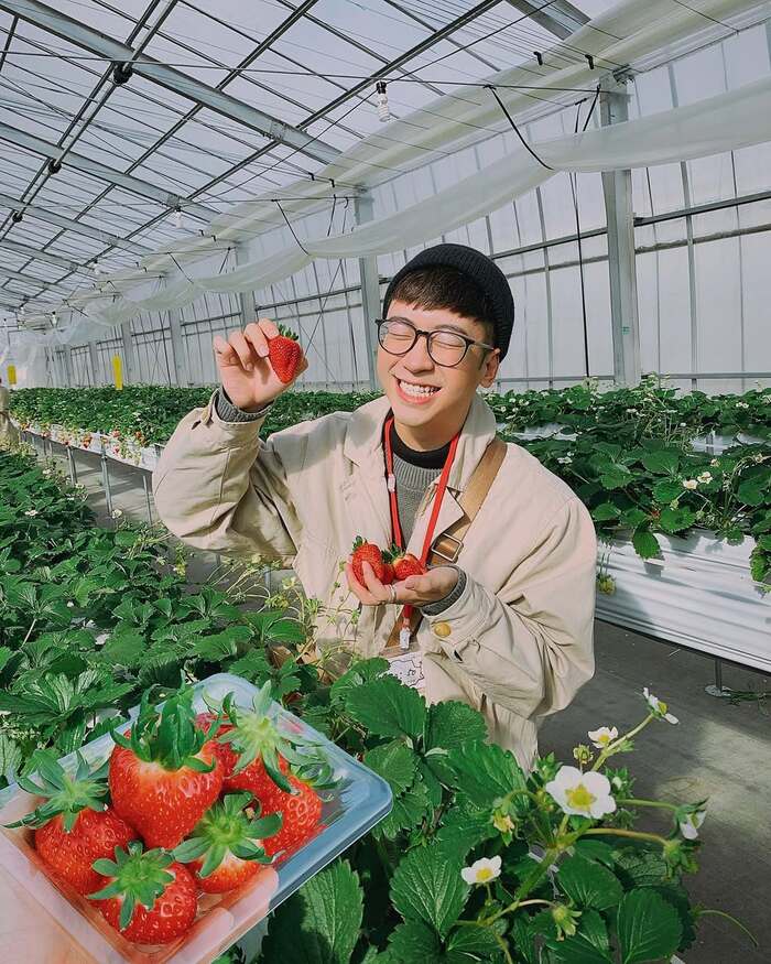 Kinh nghiệm du lịch Đà Lạt 3 ngày 2 đêm tự túc - Đi hái dâu