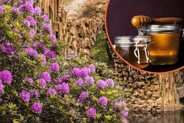 Mật ong điên Deli bal Thổ Nhĩ Kỳ: Bí ẩn ngọt ngào nhưng đầy nguy hiểm