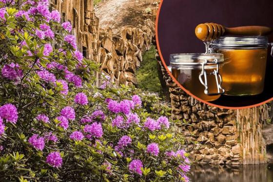 Mật ong điên Deli bal Thổ Nhĩ Kỳ: Bí ẩn ngọt ngào nhưng đầy nguy hiểm