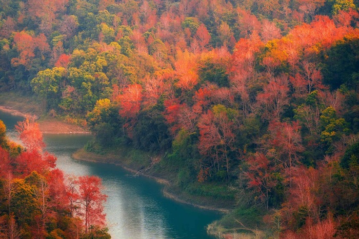 Mùa lá đỏ hồ Bản Viết Cao Bằng bắt đầu từ cuối tháng 11 tới tháng 1 năm sau