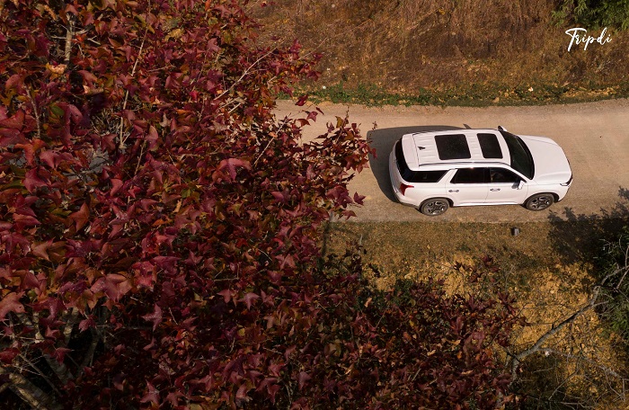 Đường ngắm mùa lá đỏ hồ Bản Viết Cao Bằng, du khách có thể đi xe tới tận nơi